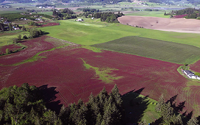 Gaston Aerial Photography - Clover Fields